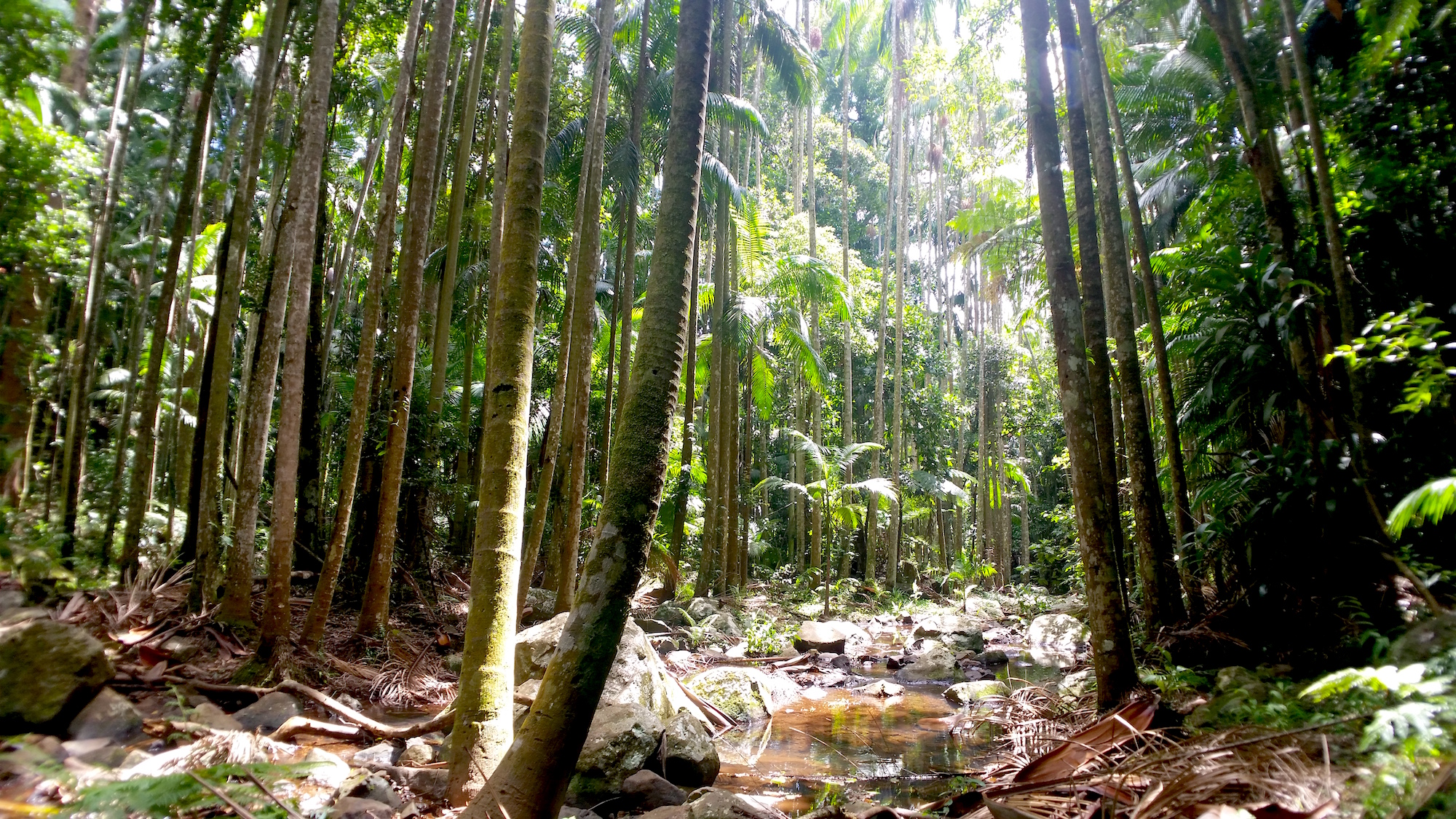 Best of Tamborine Mountain: Day Trip | Laura Near and Far